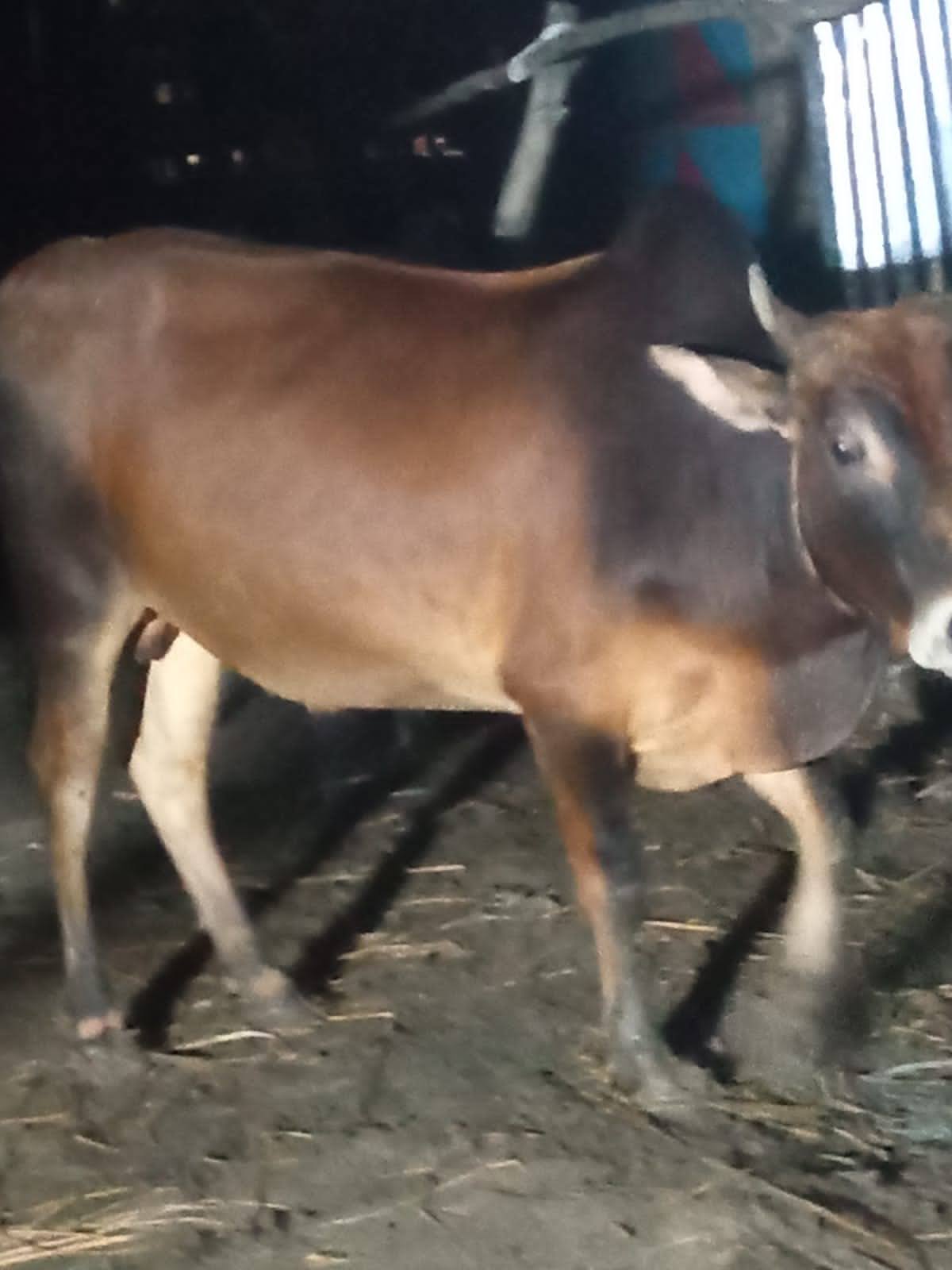 এবারের কোরবানির ঈদে আমদানি করা হবে না গরু