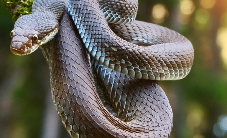 Russell's viper snake